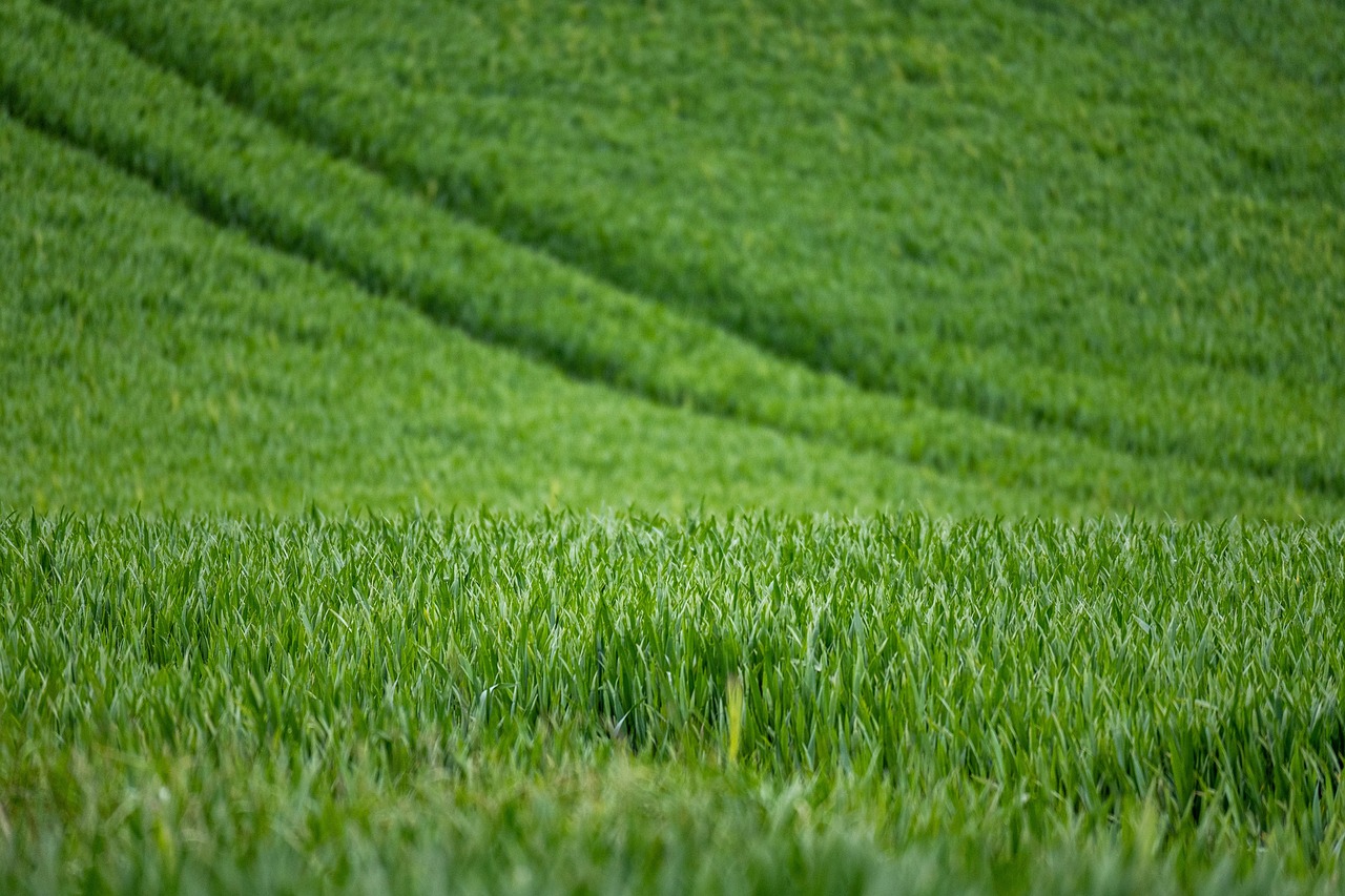 wheat, agriculture, field, farm, rural, landscape, cultivation, farm yard, countryside, wheat, wheat, wheat, wheat, wheat, agriculture, farm, farm