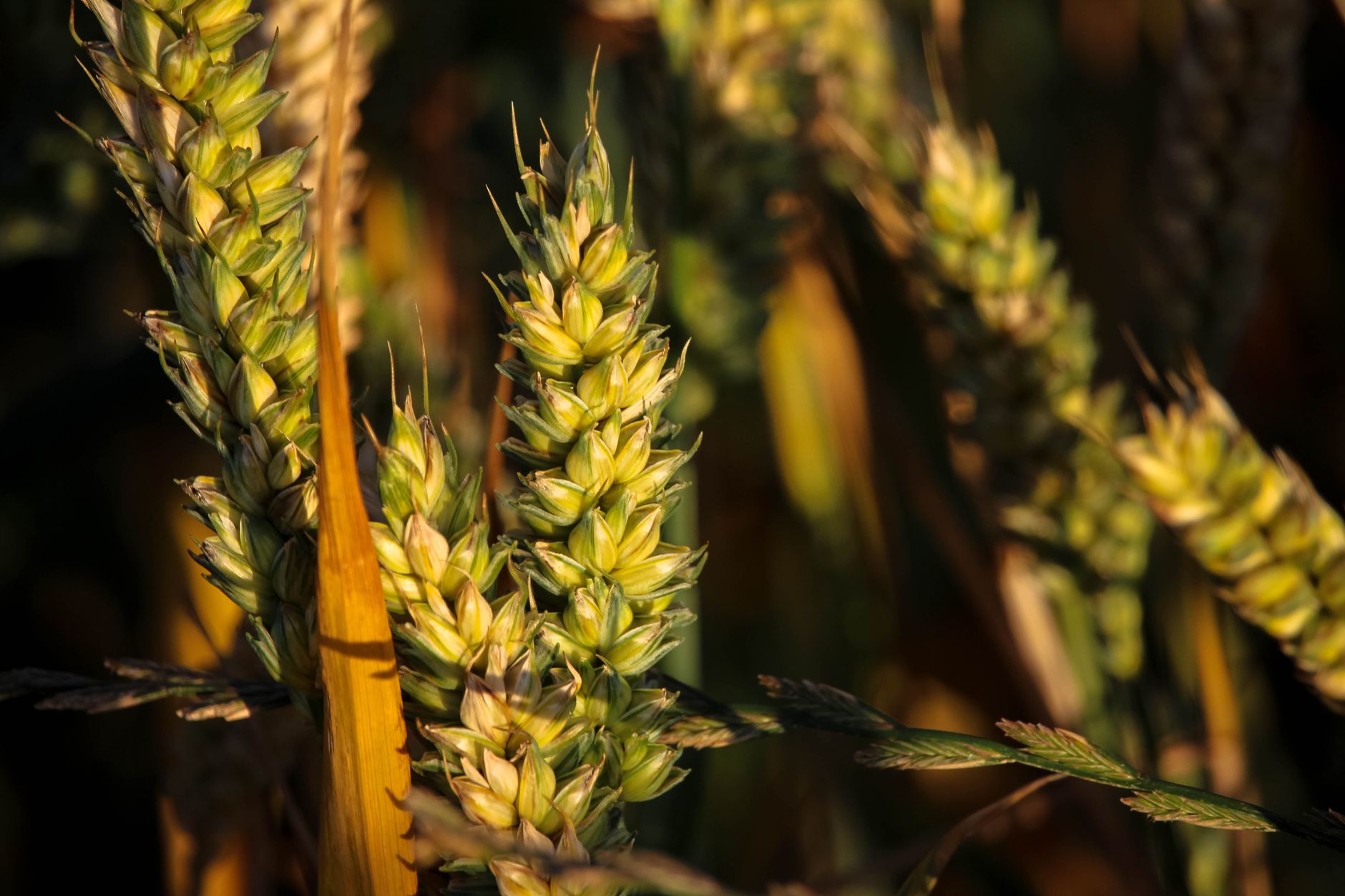 Detailed close-up of wheat ears in warm, golden sunlight.