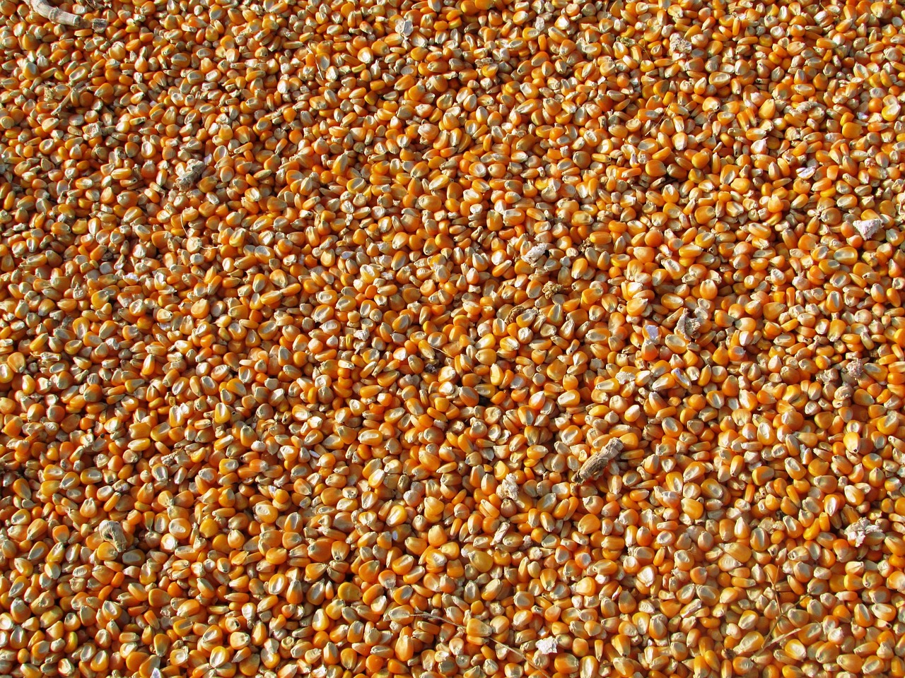 corn, kernels, food, maize, grains, seeds, harvest, produce, agriculture, corn, corn, corn, corn, corn, maize, grains, seeds, seeds