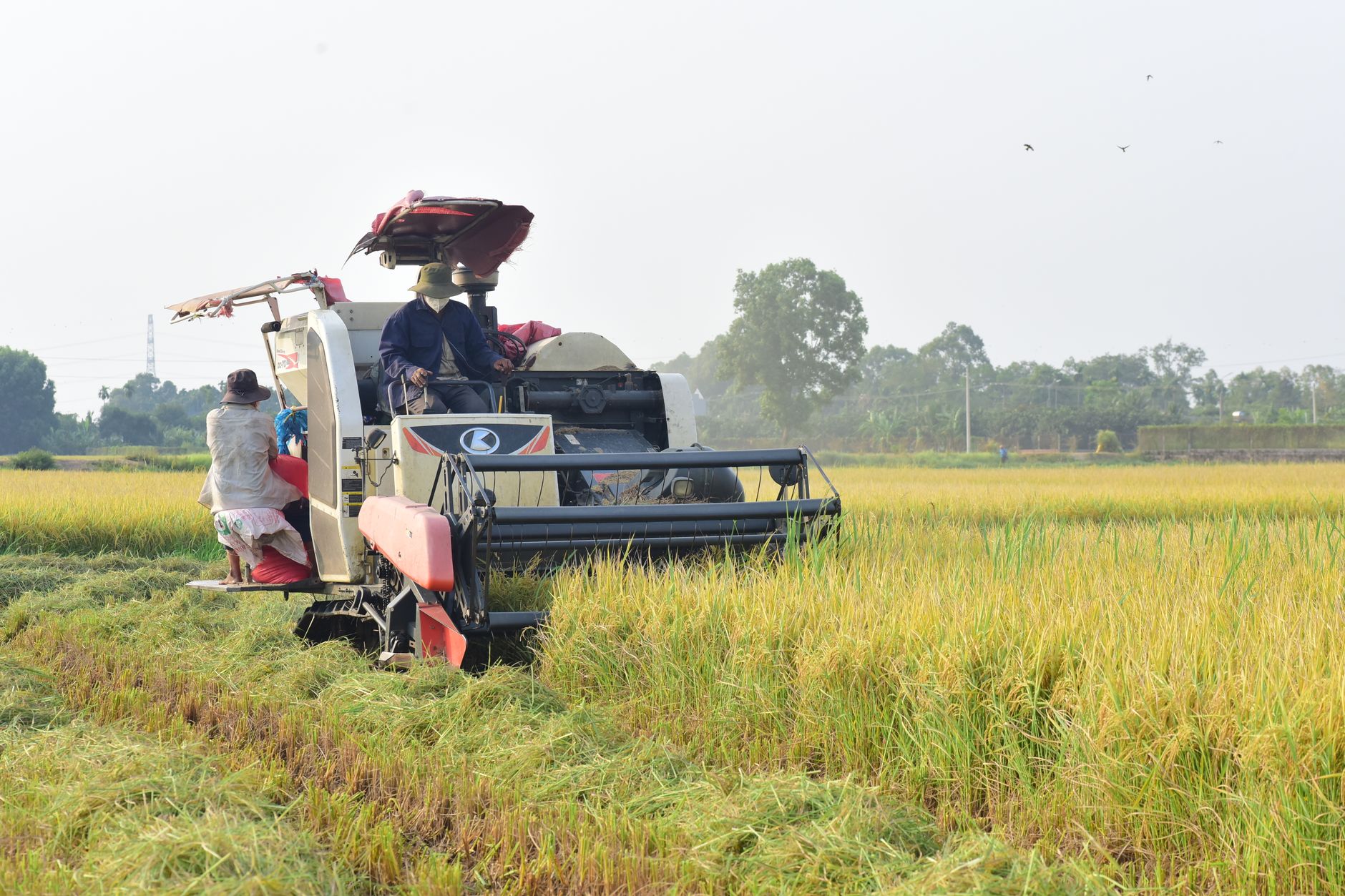 Combine harvester operating in a lush green rice field with people working, showcasing a rural agricultural scene.