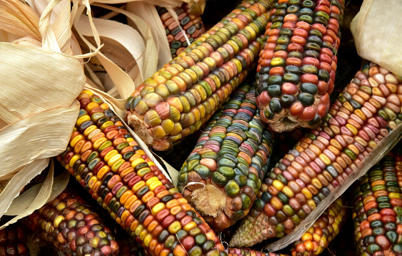 corn, harvest, nature, food, ornamental corn, grain, decoration, plant, agriculture, fall, autumn decoration, multicoloured, autumn