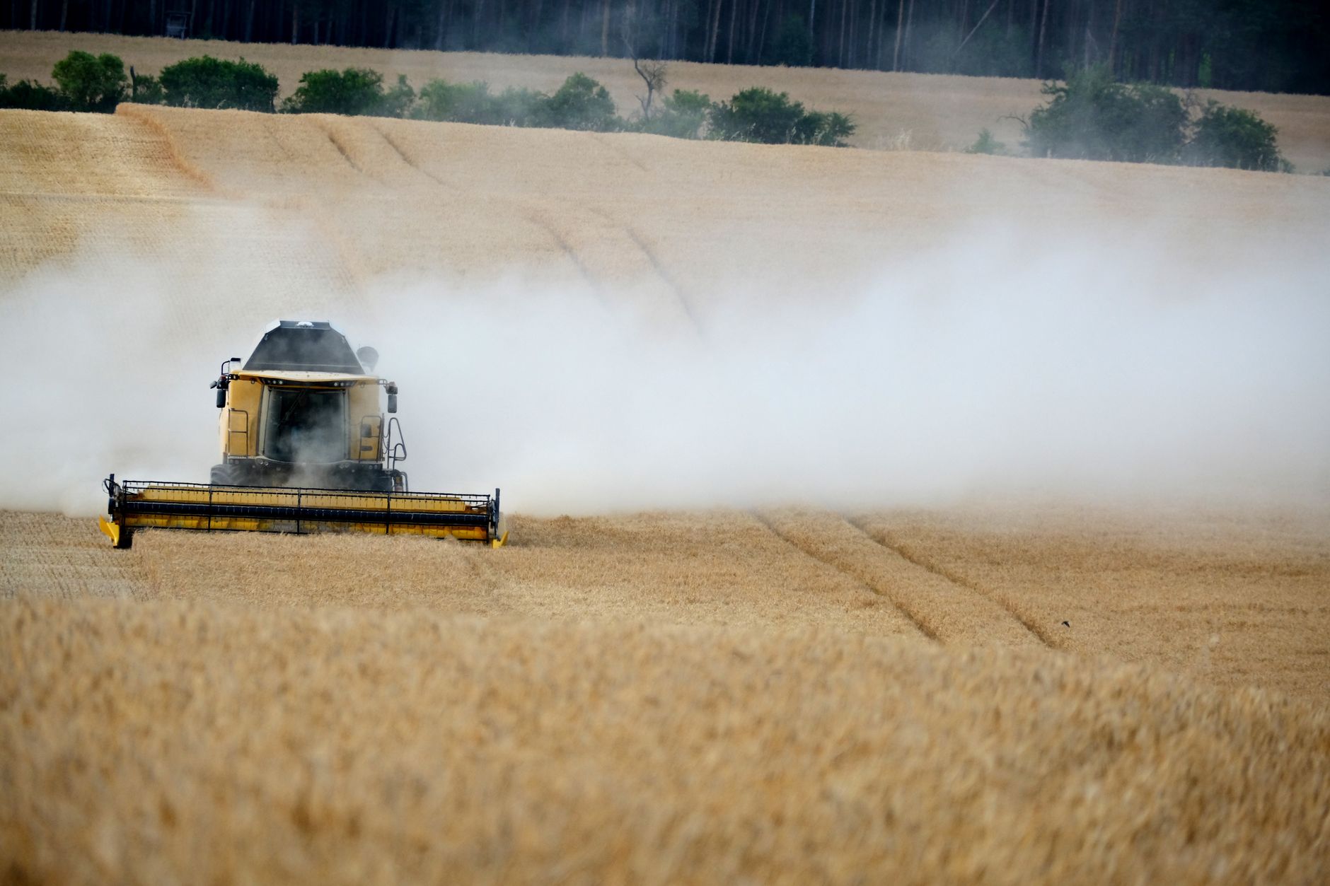 A combine harvester working on a wheat field, creating dust clouds.