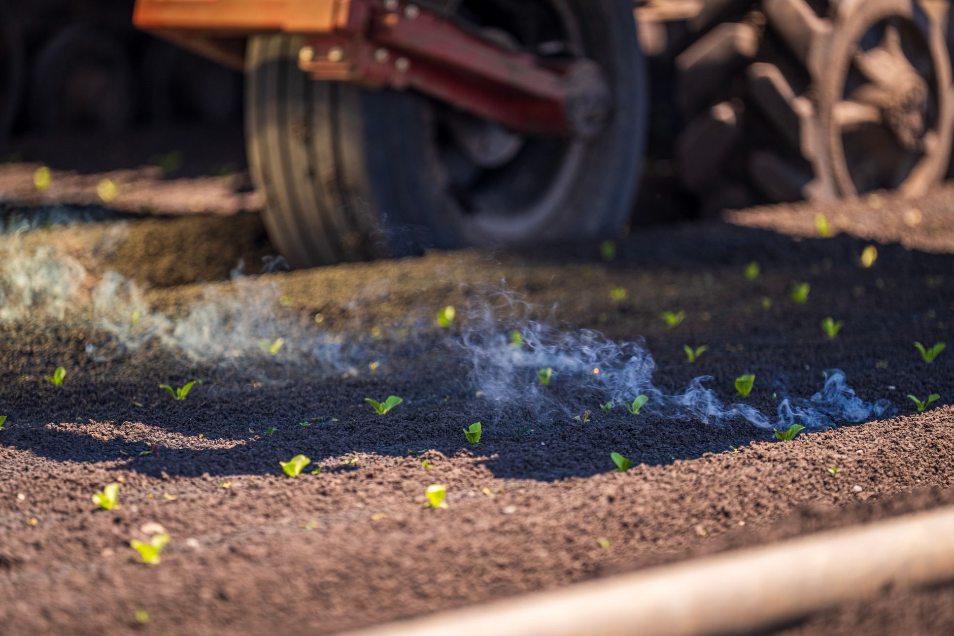 Close-up of young seedlings emerging from freshly plowed soil on a farm, showcasing agriculture and new growth.