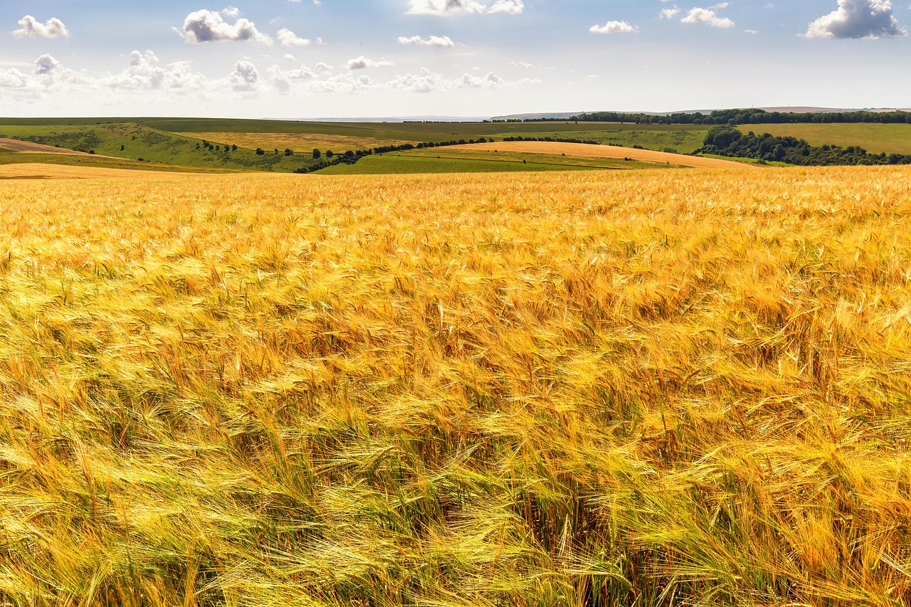 field, nature, agriculture, countryside, rural, outdoors, corn, wind, harvest, golden