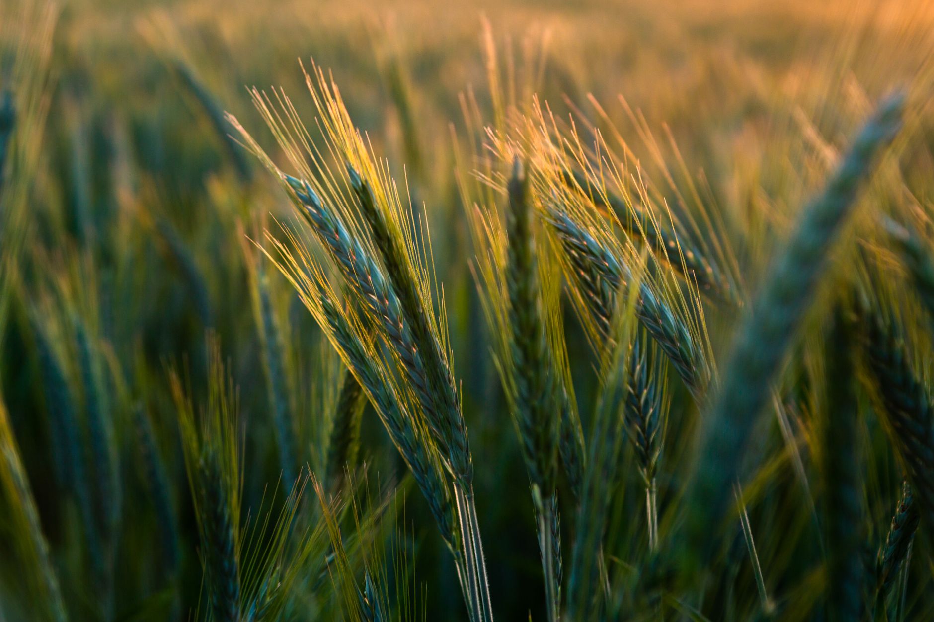 Sunset over a golden wheat field in rural Serbia, capturing lush green grains swaying in the summer breeze.