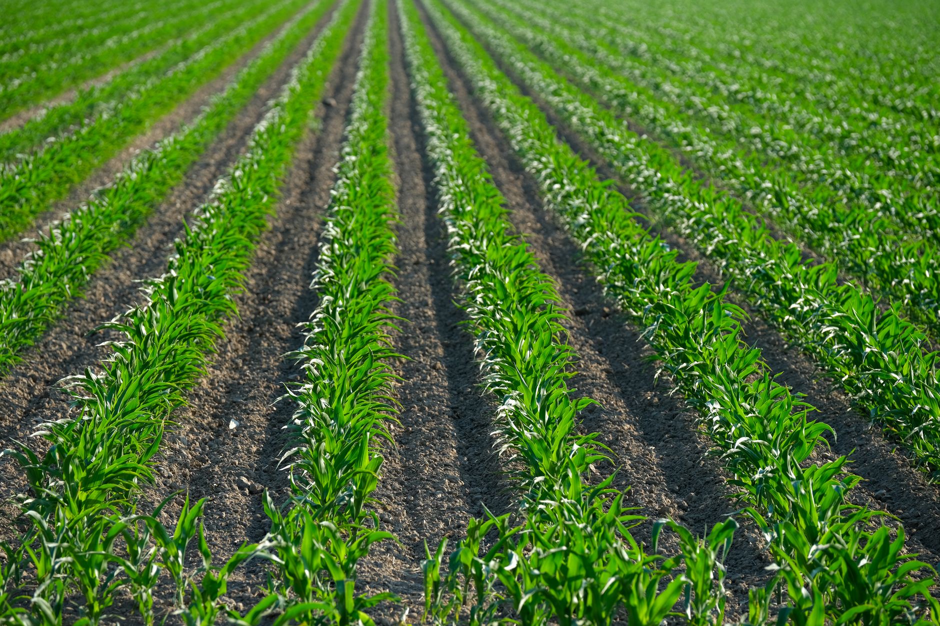 Vibrant green corn plants growing in rows on a sunny day in summer.