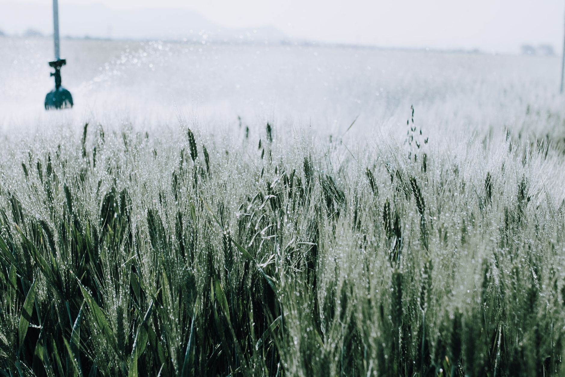 Dew glistening on a wheat field as a sprinkler hydrates the crops in the misty morning light.