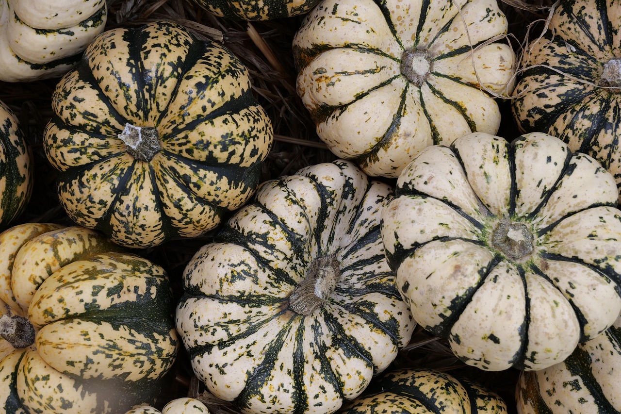 vegetable, pumpkin, autumn, thanksgiving, harvest, organic, pumpkin, pumpkin, pumpkin, thanksgiving, thanksgiving, thanksgiving, thanksgiving, thanksgiving
