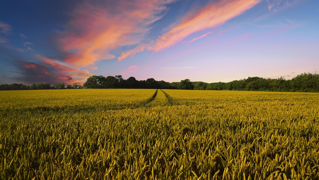 countryside, harvest, agriculture, farm, nature, field, summer, landscape, rural, country, farming, crops, wheat, wheat field, arable, arable land, agriculture, agriculture, agriculture, farm, farm, farm, farm, farm, field, country, farming, farming, wheat, wheat field
