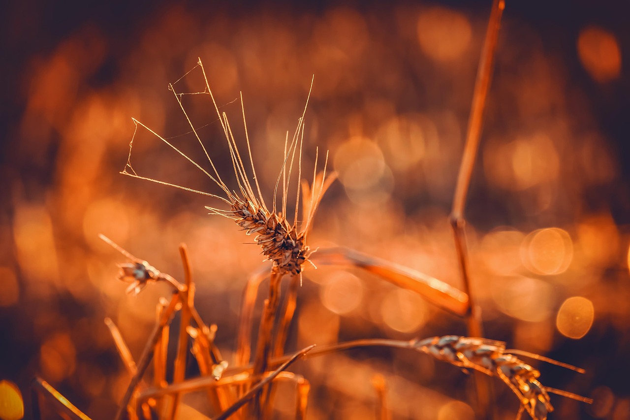 wheat, durum wheat, triticum durum, grain, ear, bright, backlighting, evening sun, wheat field, food, grain field, agriculture, summer, field, nature, wheat, wheat, wheat, wheat, wheat, durum wheat, ear, wheat field, wheat field, wheat field, wheat field, agriculture, agriculture, nature