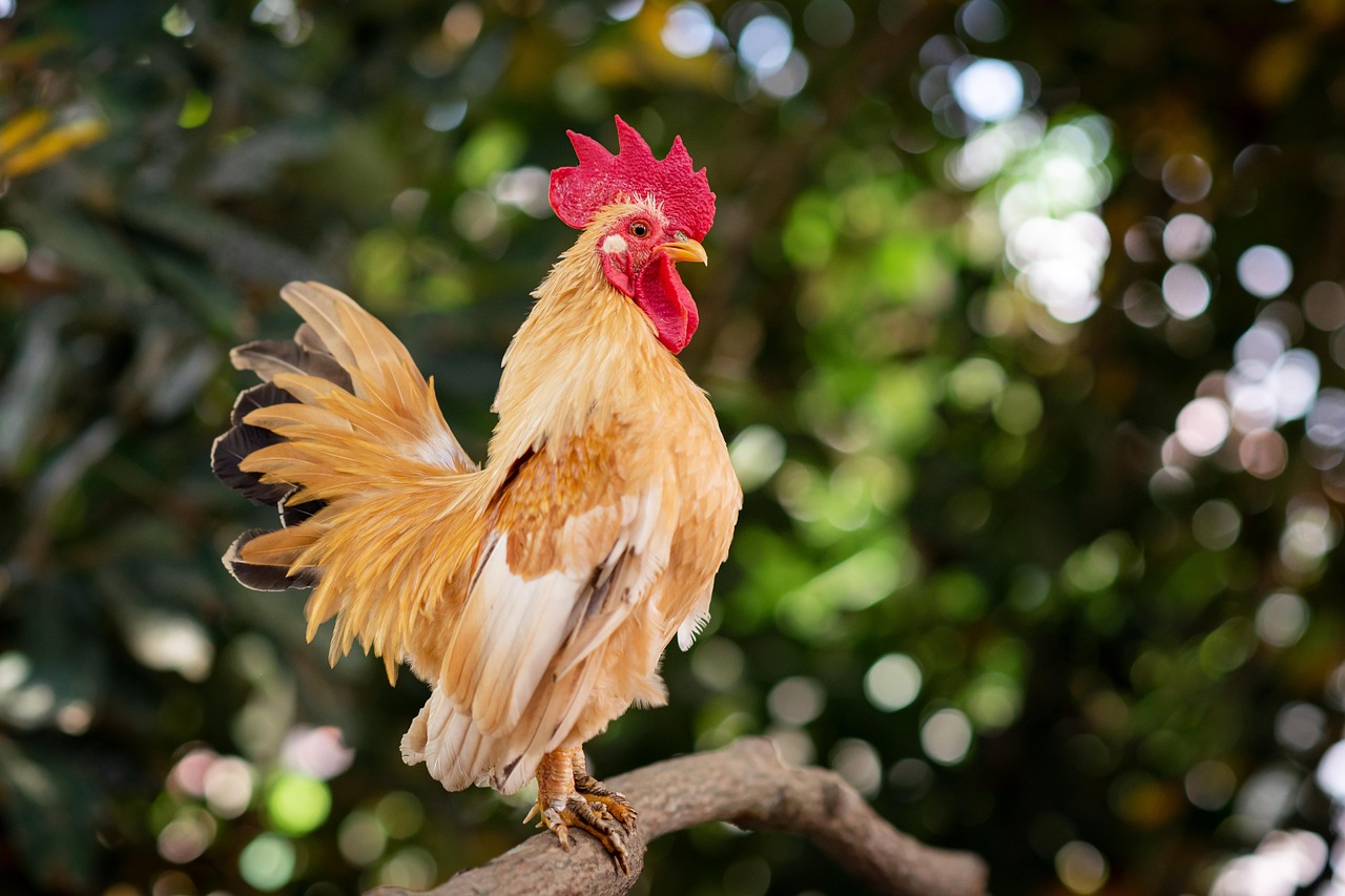chicken, bird, animal, rooster, poultry, farm, feathers, plumage, wildlife, nature, chicken, animal, animal, animal, animal, animal