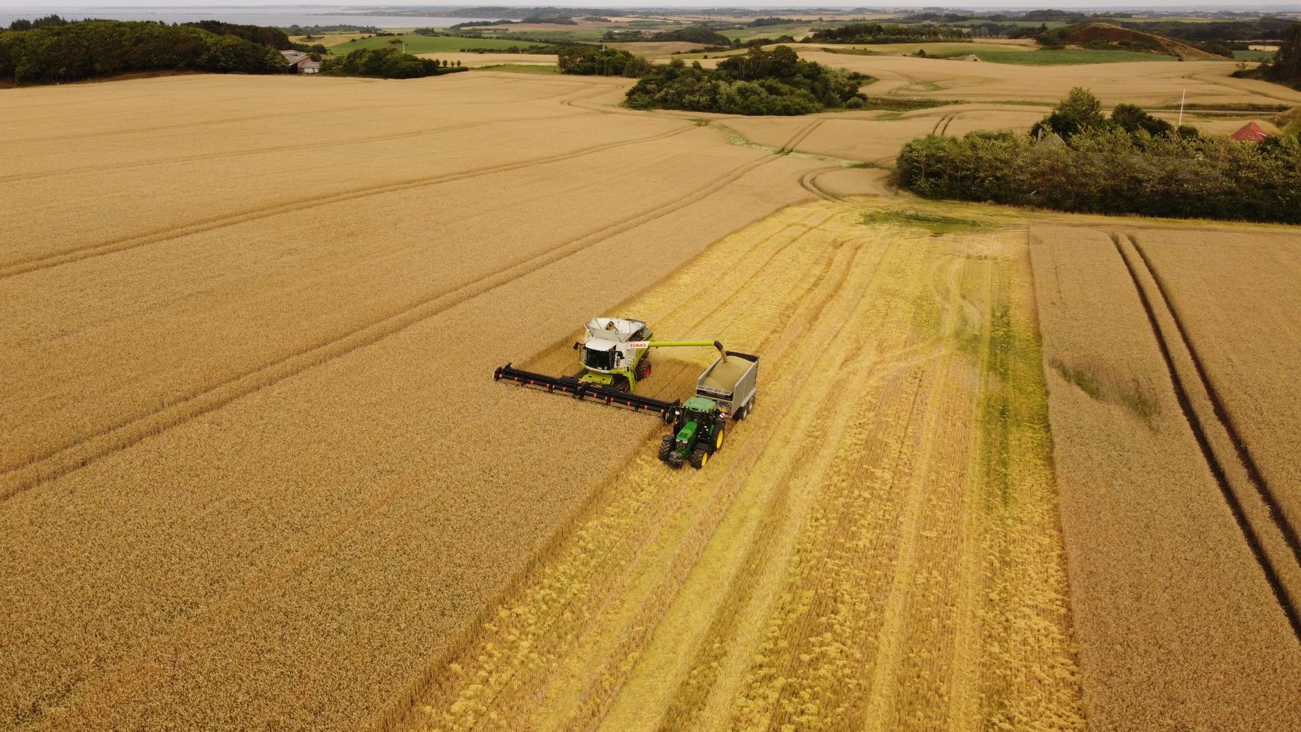 Aerial view of a combine harvester and tractor working in a wheat field in Lemvig, Denmark.