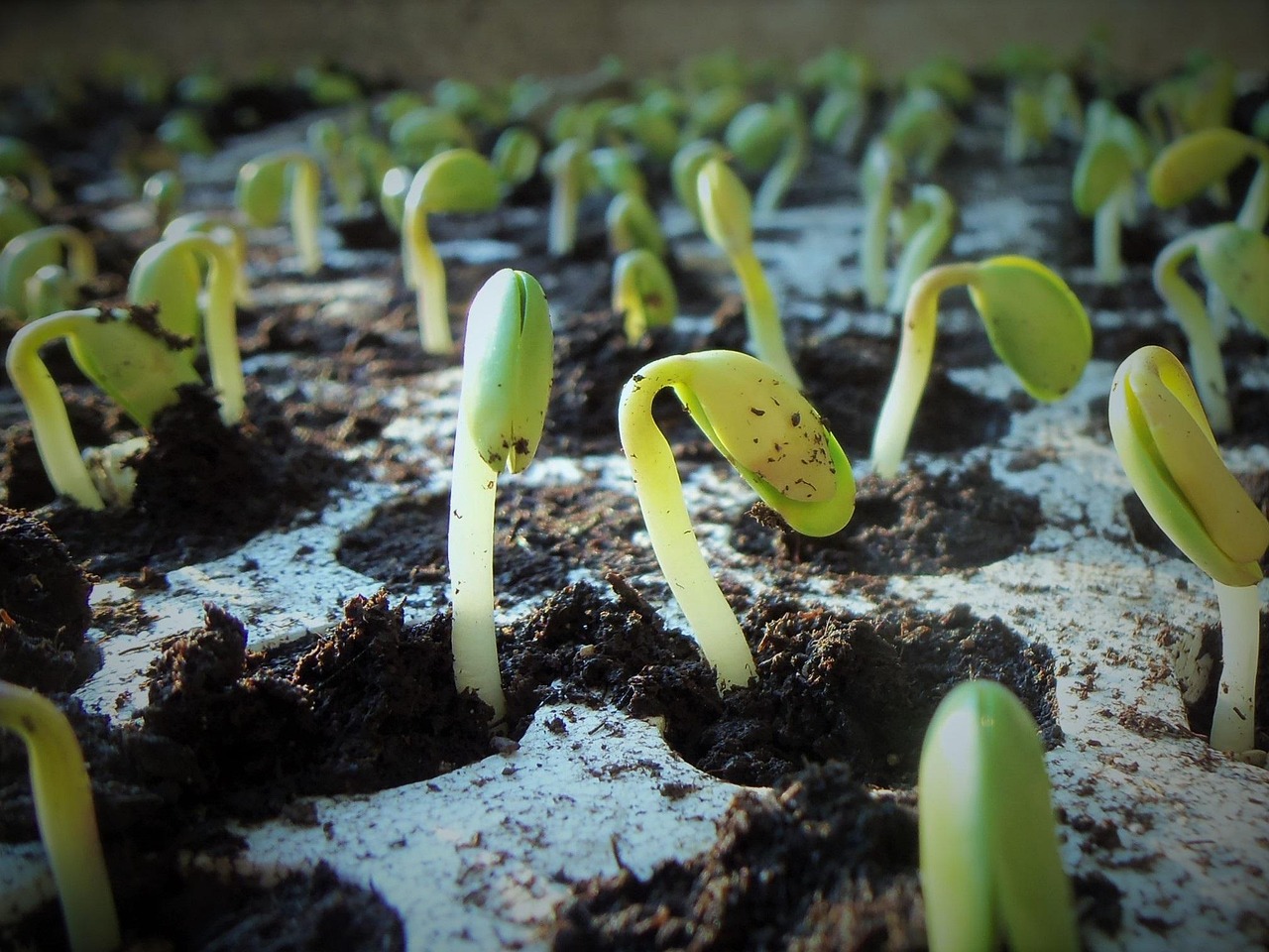floors, soybean, soy, nature, germination, soybean seedlings, farming, glycine max, green, crops, food, landscape, plantation, end of summer, fields, foreground, leaf, summer, seedling, soybean, soybean, soybean, soy, soy, germination, germination, germination, germination, germination, seedling, seedling, seedling, seedling