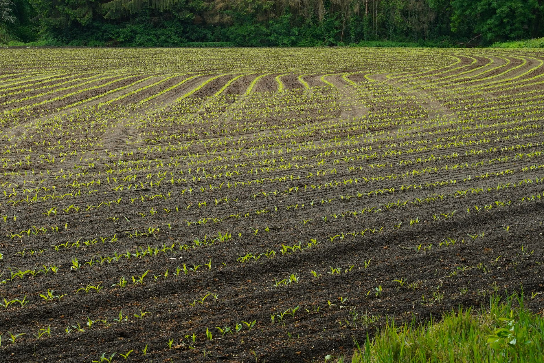 High-angle view of young corn plants in neat rows on a rural farm field.