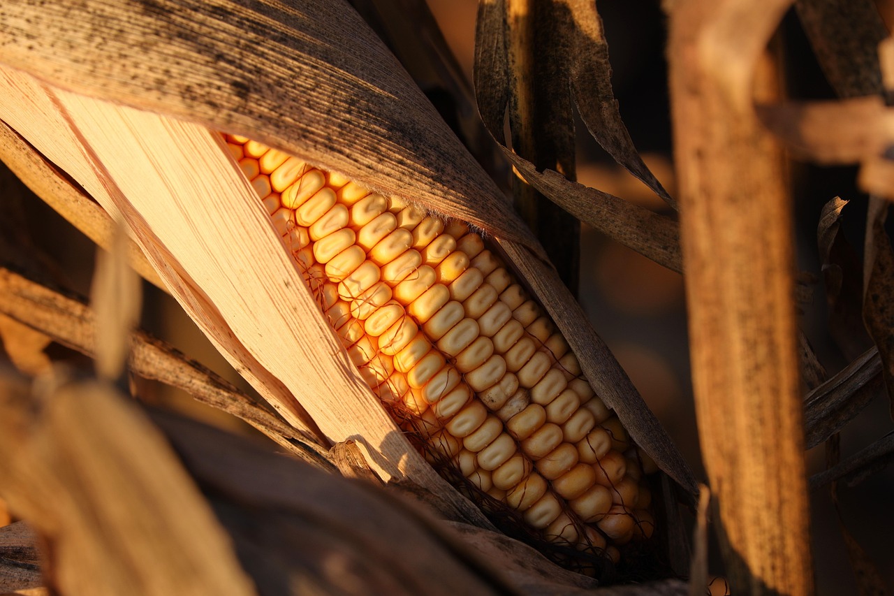 corn, cornfield, agriculture, plant, food, autumn, harvest, nature, close up, crop, evening