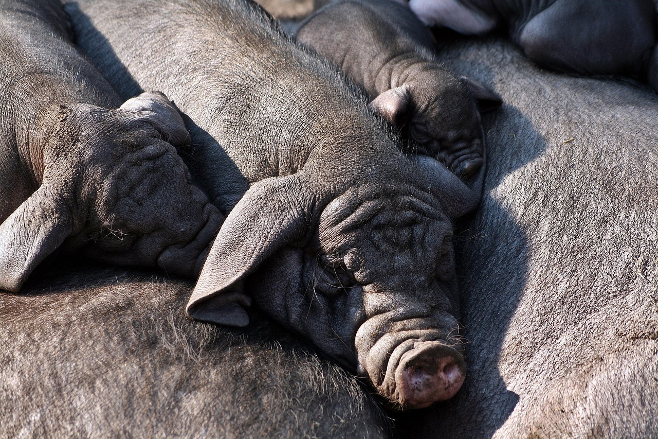 pigs, piglets, domestic animals, farm yard, mammals, animals, nature