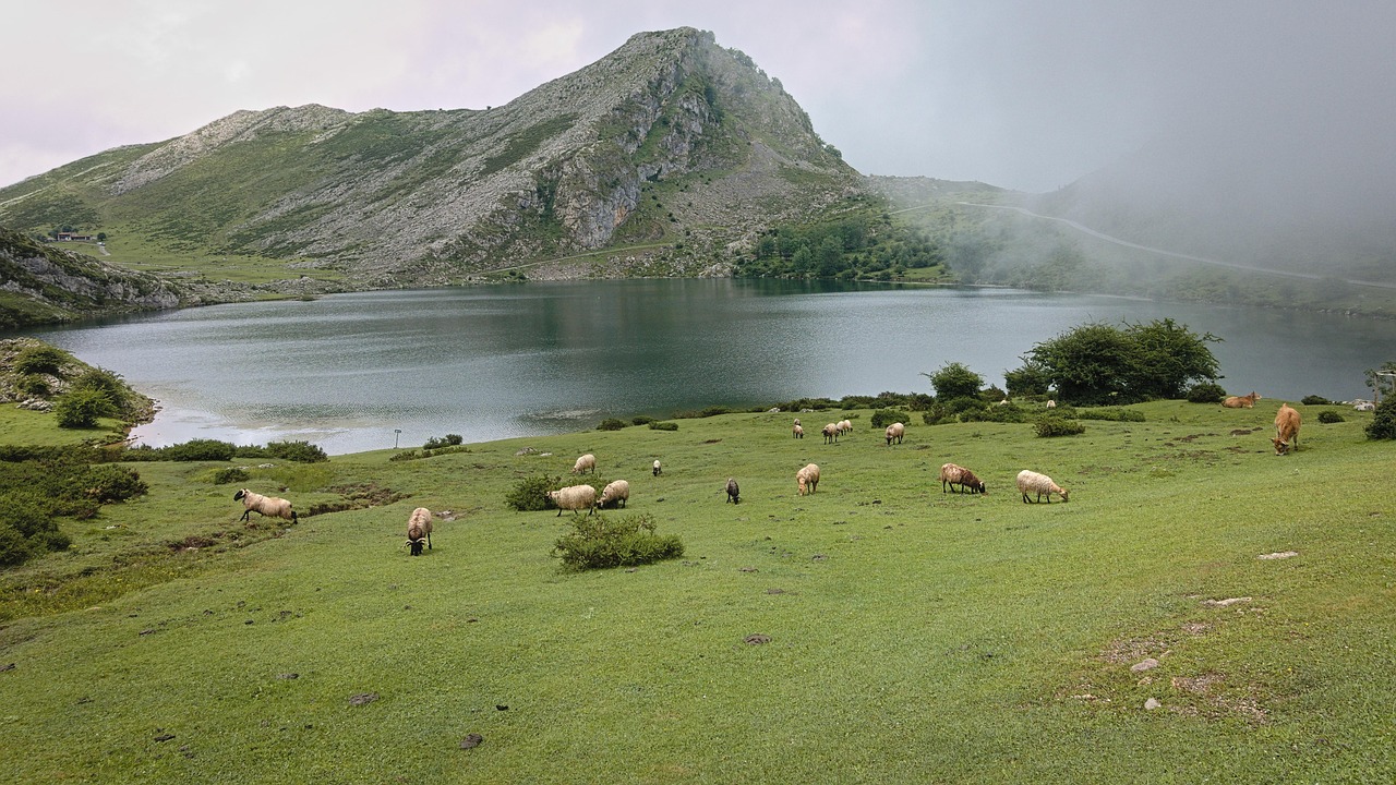 lake, sheep, cows, nature, livestock, picos de europa, covadonga, asturias, lagos de covadonga
