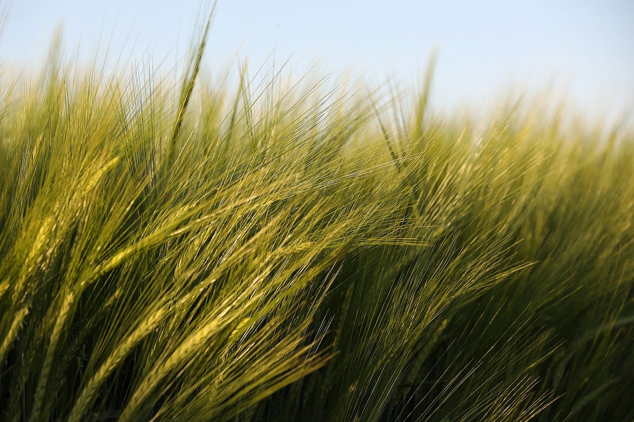 meadow, barley, agriculture, spring, field, food, green, evening, nature, outdoor, grain, summer, sprout, fresh, horizon, farmland, peaceful, plant, ecological, soil, harvest