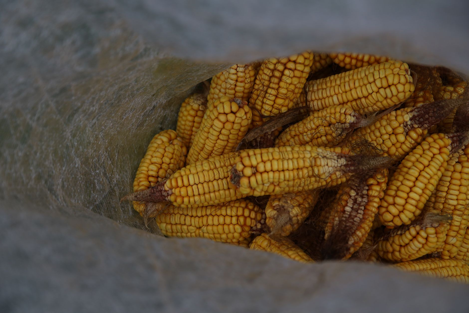 A close-up shot of freshly harvested yellow corn stacked in a sack, showcasing agricultural abundance.
