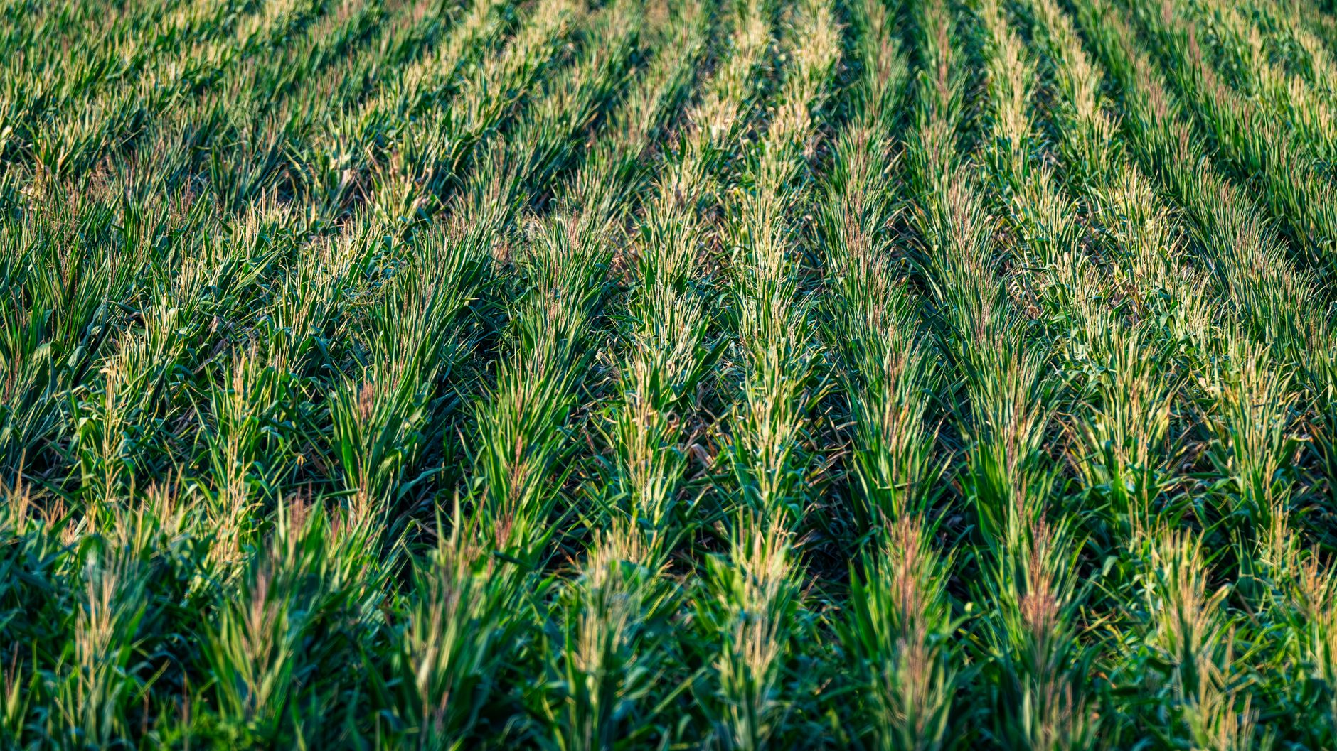 Aerial view of a vibrant cornfield stretching to the horizon, capturing agricultural beauty.