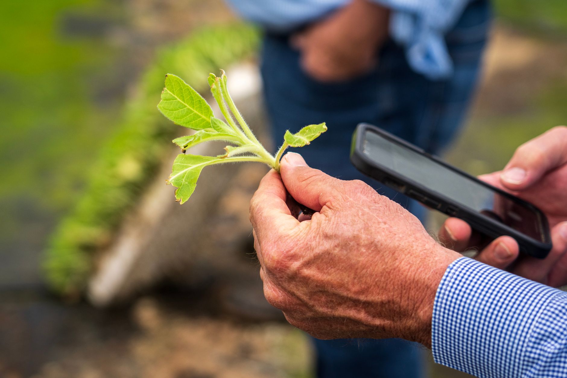 Close-up of a farmer using a smartphone to examine the growth of a plant in a field.