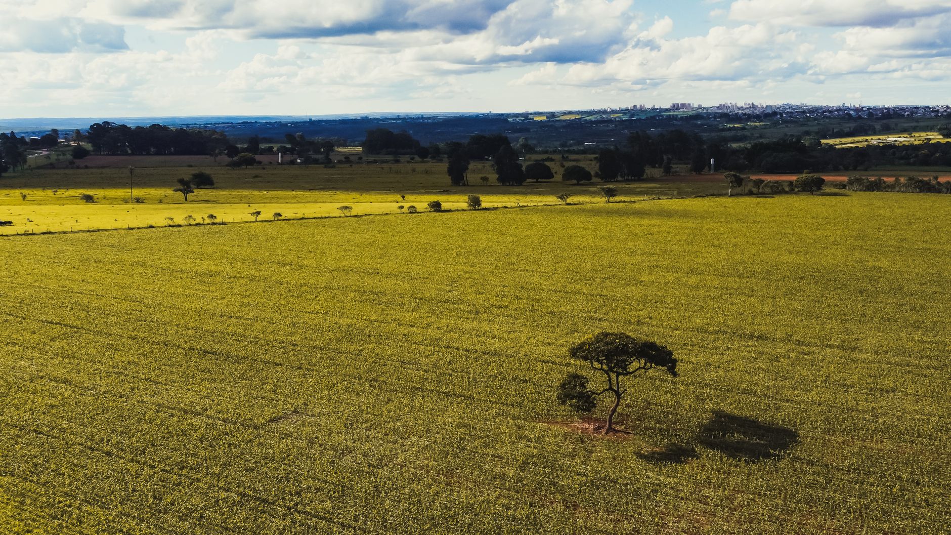 Aerial shot showcasing a vast countryside landscape with a solitary tree under blue skies.
