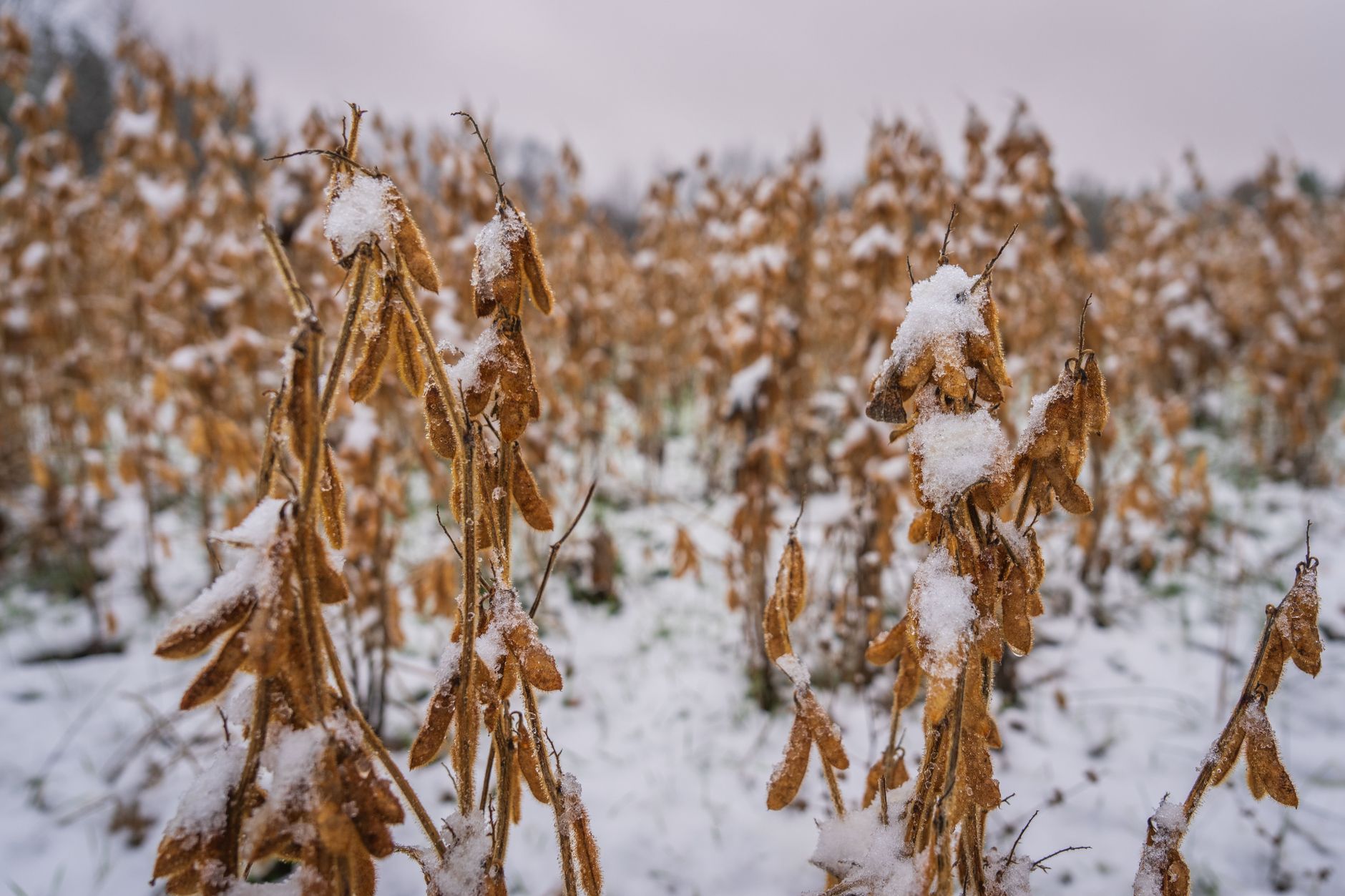 Snow-covered soybeans in winter field create a striking seasonal landscape.