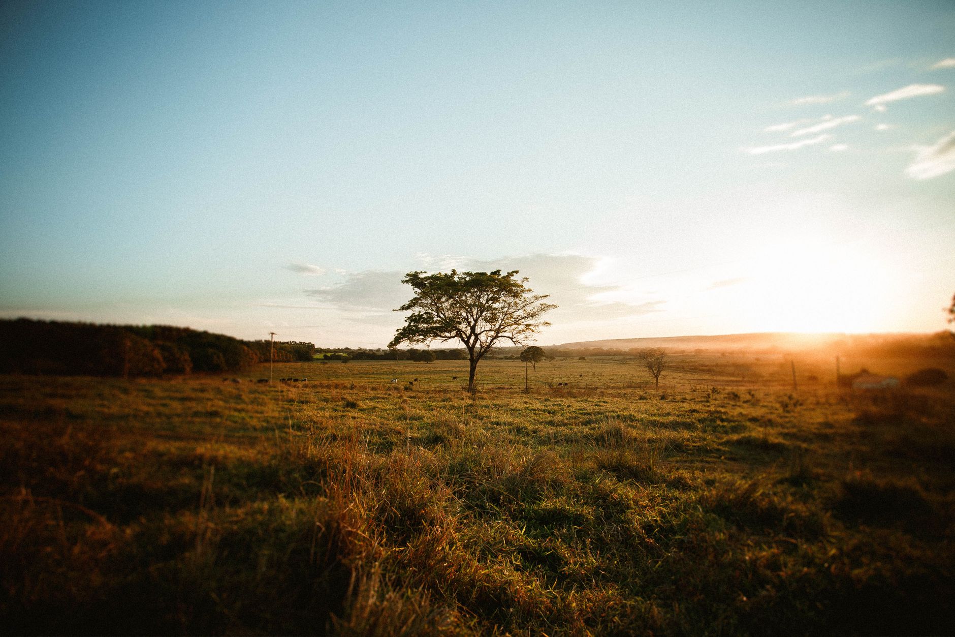 Spectacular view of tree growing on grass meadow under cloudy sky at sunset in countryside