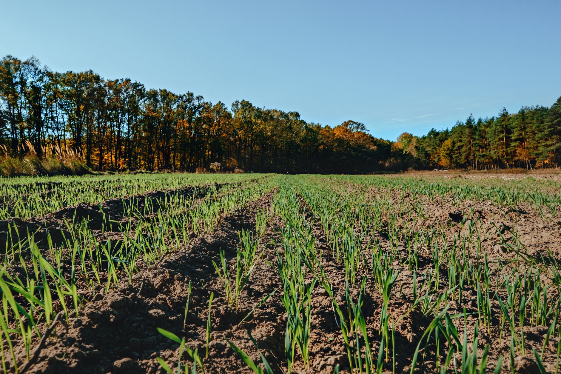 Expansive agricultural field with young plants under a bright clear sky, bordered by dense trees.