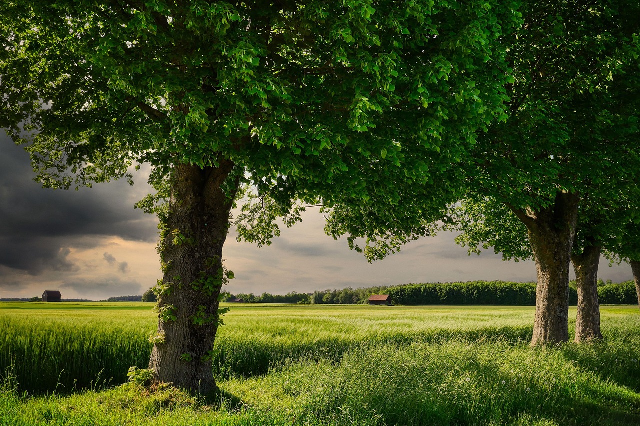 grass, wheat field, grain, agriculture, trees, nature, landscape, leaves, green, wheat field, agriculture, nature, nature, green, green, green, green, green