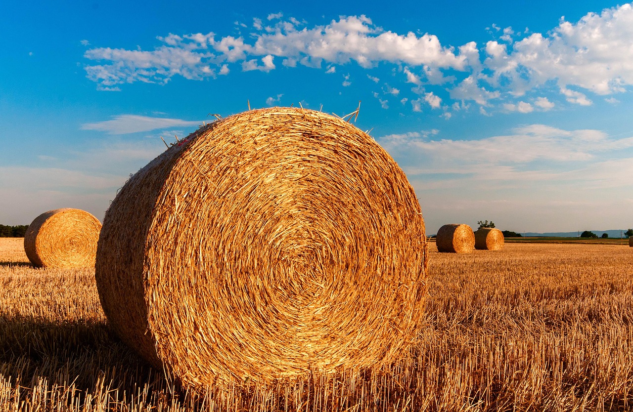 hay bales, round, farm, straw bales, straw, nature, hay, field, harvest, summer, agriculture, rural