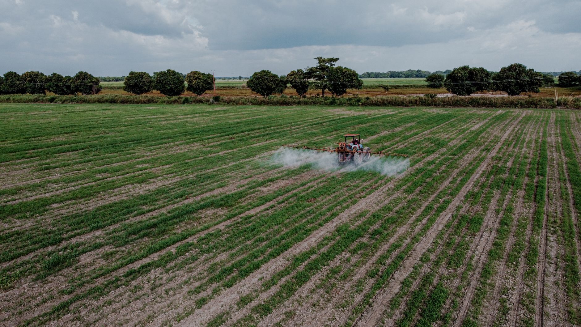Aerial shot of a tractor spraying a lush green field with pesticides under a cloudy sky.