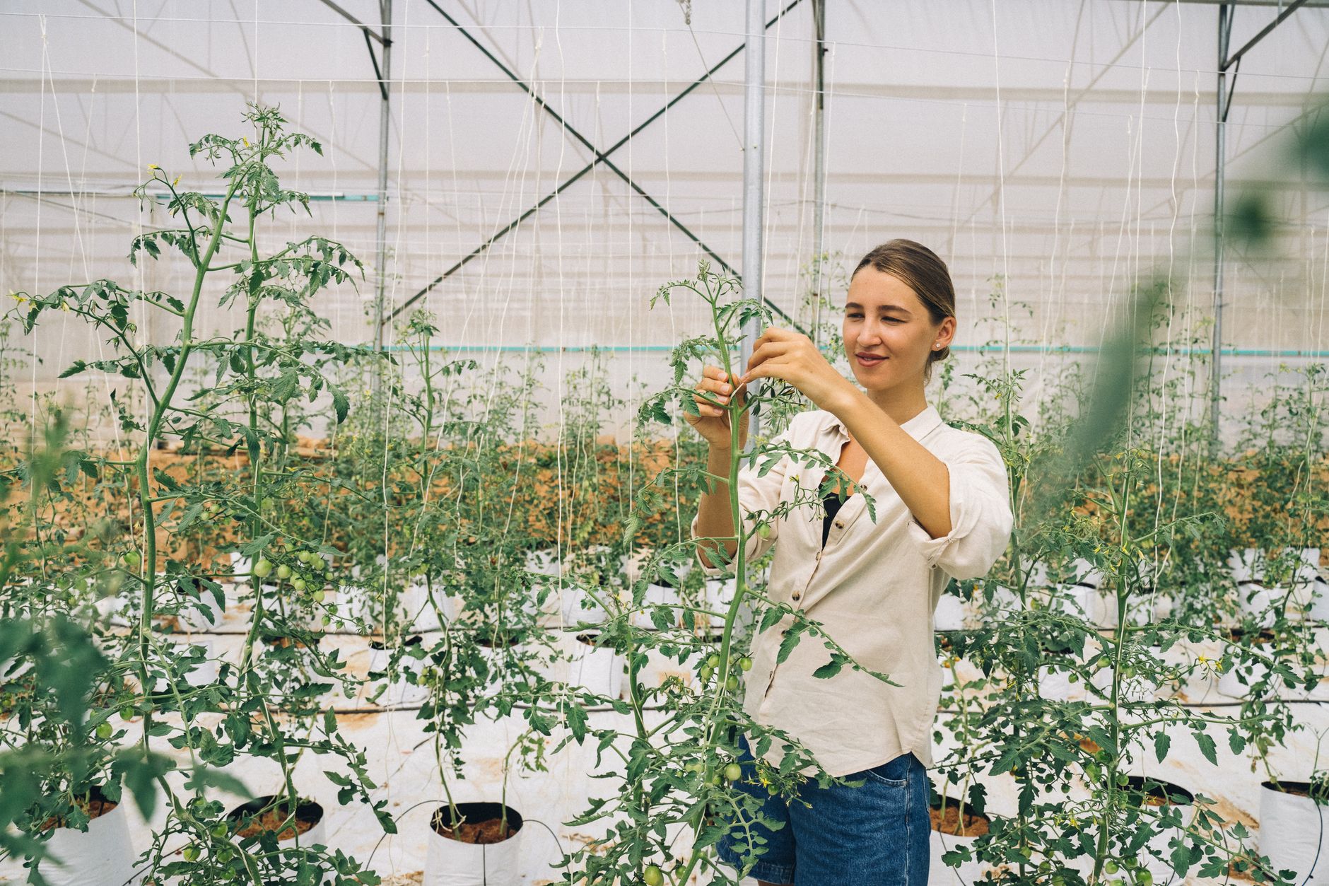 A woman tending to tomato plants inside a greenhouse, focusing on plant care.