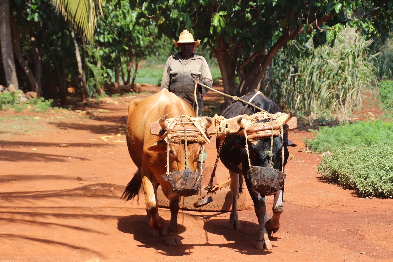 farmer, nature, cuba, oxen, animals, plow, os, hat, sunny, dirt road, farm