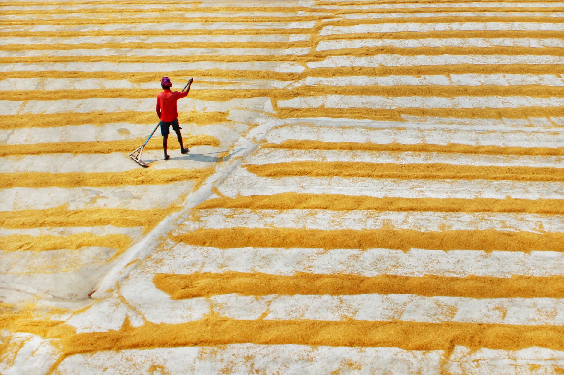 Aerial view of a farmer using a rake to dry grains in rows under the sun.