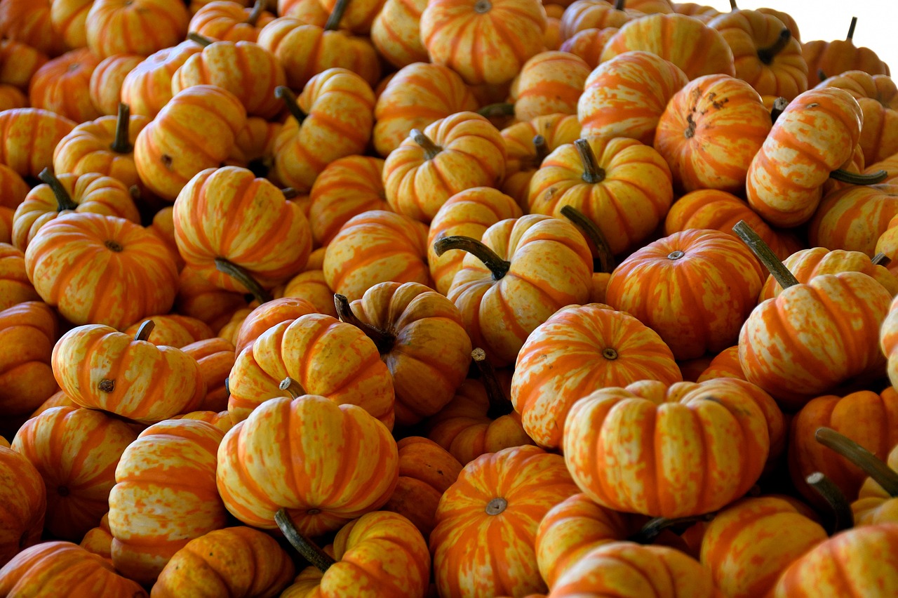 pumpkins, gourd, harvest, farm, agriculture, nature, food, halloween