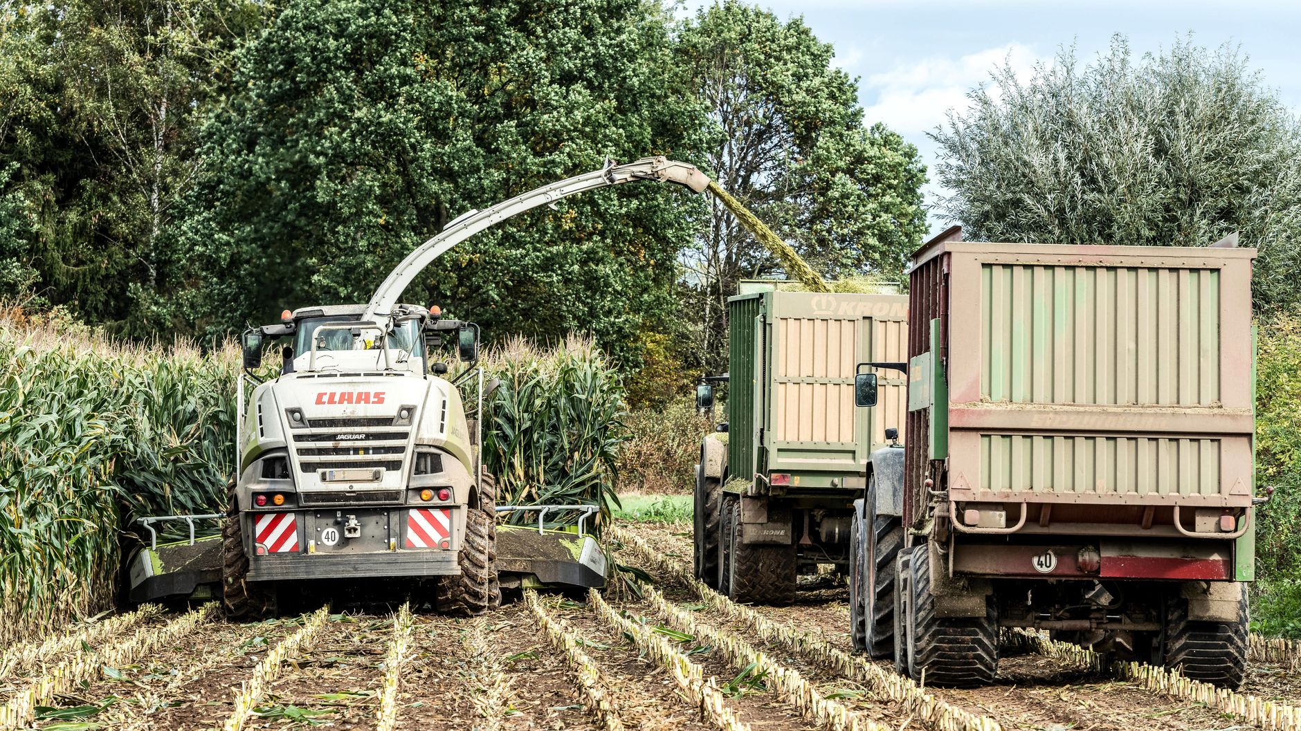 A combine harvester actively harvesting corn in a rural cornfield setting.
