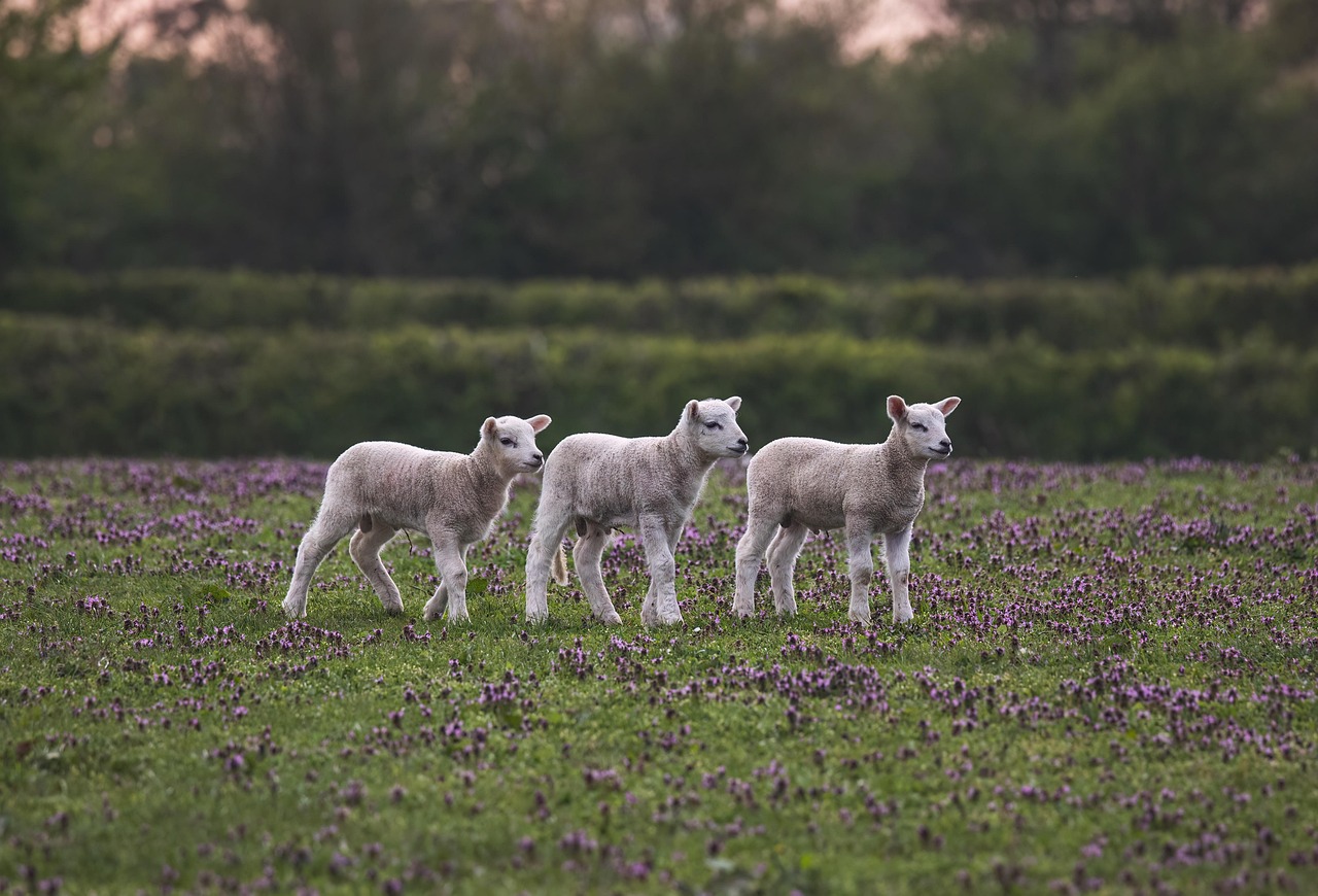 sheep, lamb, animals, livestock, farm, pasture, field, nature, rural, grass, agriculture, farming, sheep, sheep, sheep, sheep, sheep, lamb, lamb, lamb, lamb, farm, farm, farm, farm, farming, farming, farming