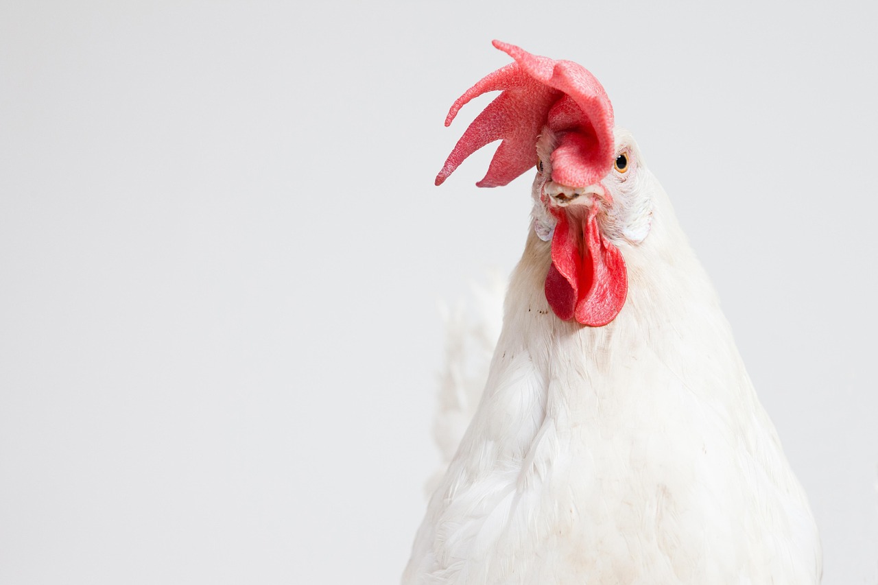 bird, ornithology, chicken, cockerel, animal, wings, macro, feathers, nature, male, gezi