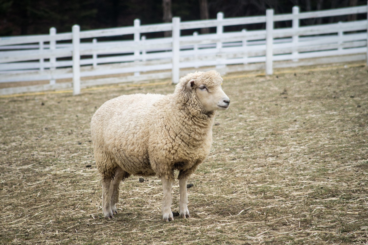 yang, sheep, animal, pasture, gangwon do, nature, the farm