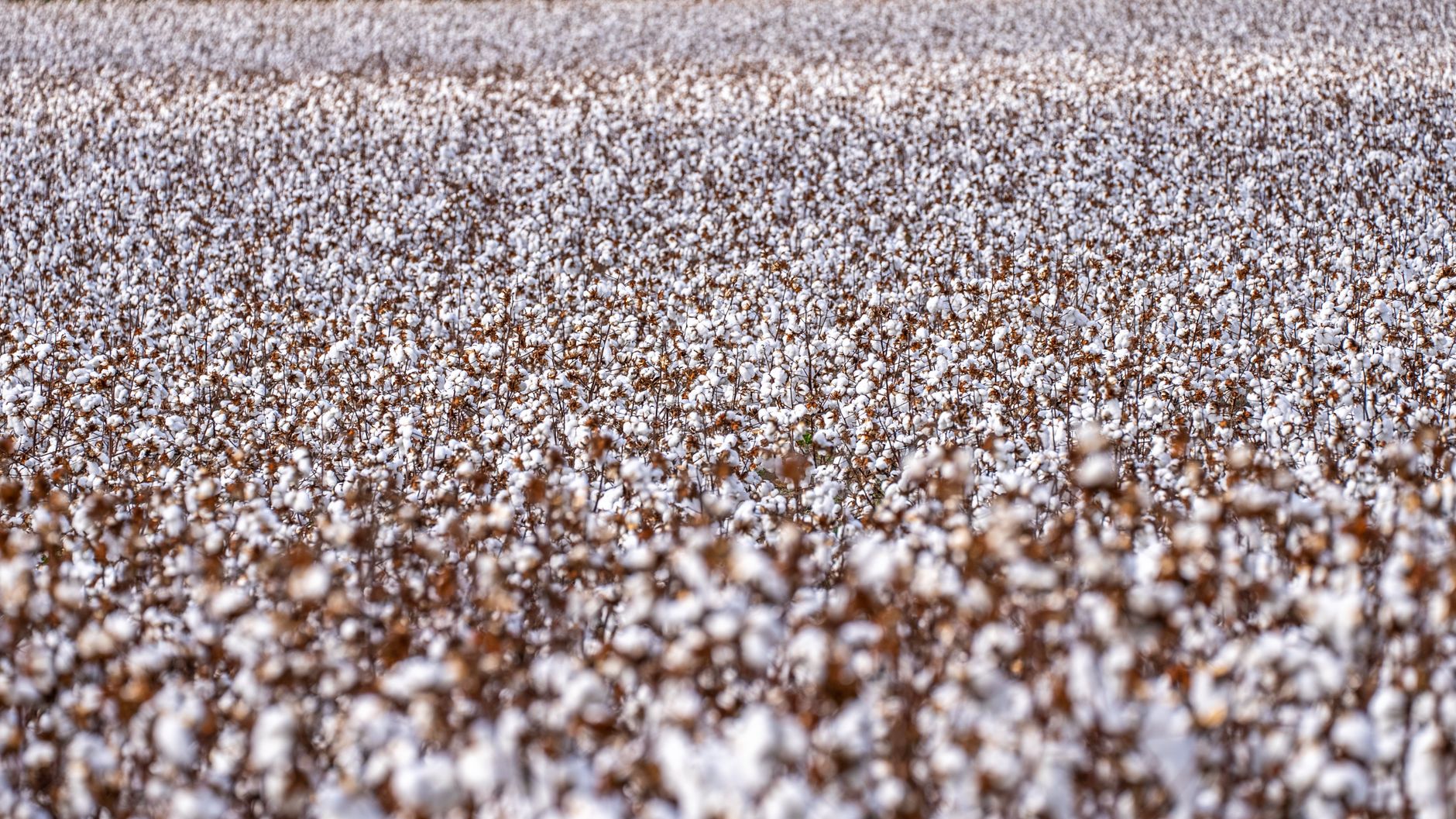 Vast cotton field ready for harvest in North Carolina, showcasing lush white bolls.