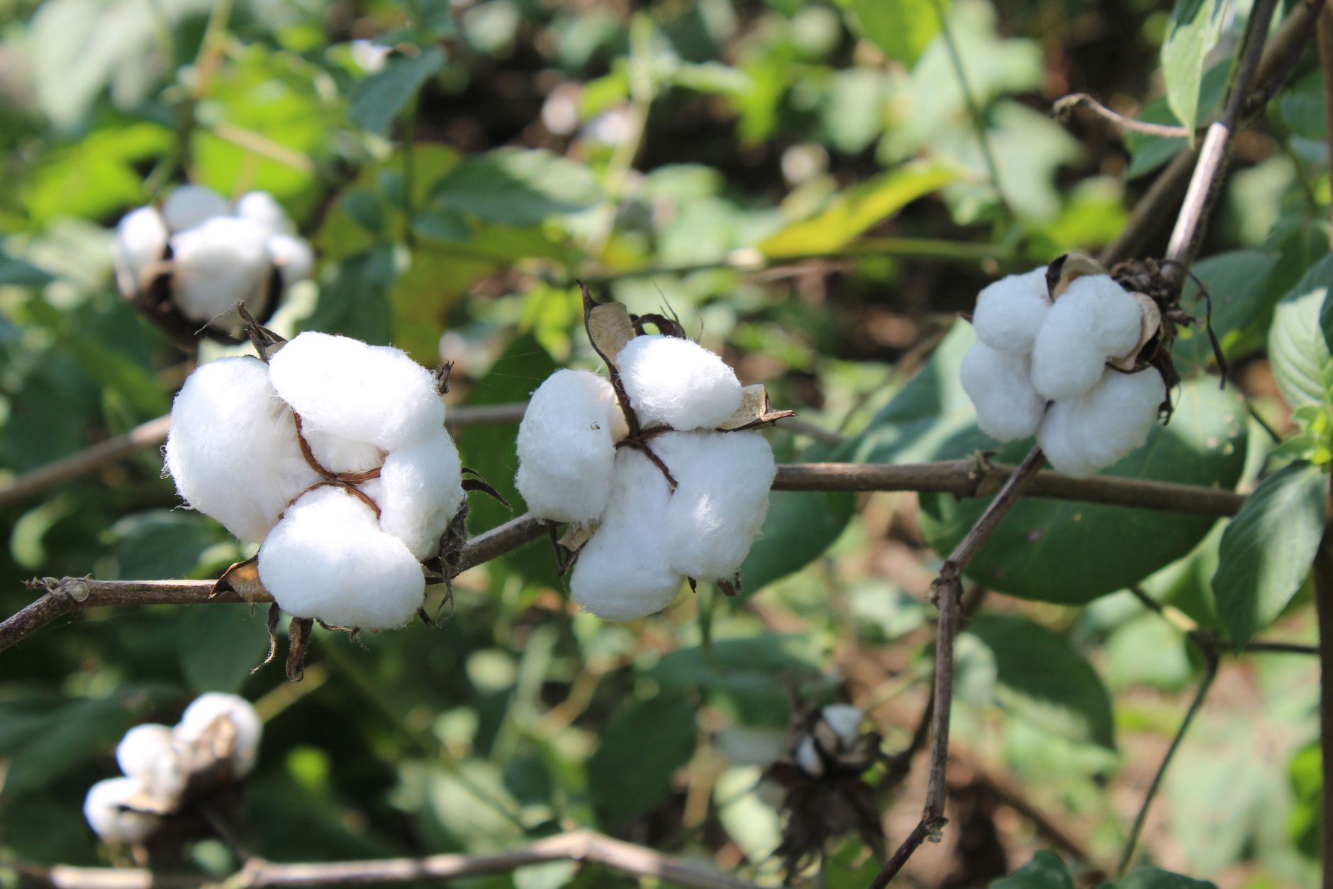 Close-up of cotton bolls growing on a plant in a sunny field.