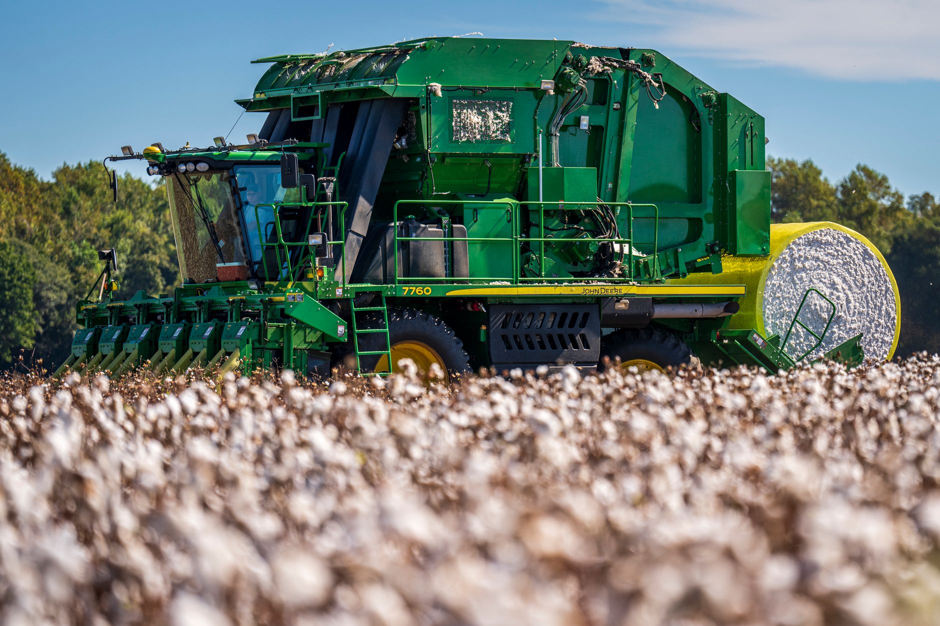 Green harvester working in a vibrant cotton field on a clear day, showcasing modern agricultural machinery at work.