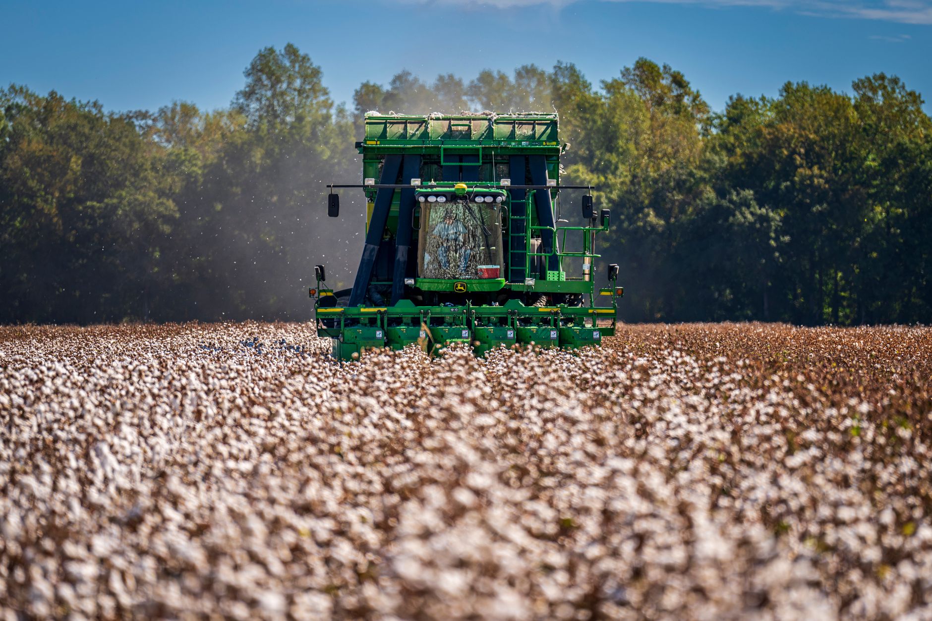 Cotton picker working in a vast field under a clear blue sky. A representation of modern agriculture.