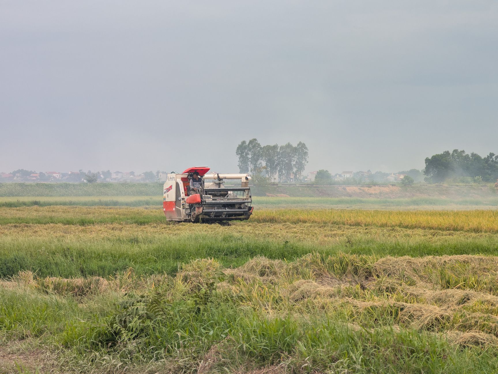 Combine harvester working in a vast rice field under a cloudy sky, capturing agricultural machinery in action.