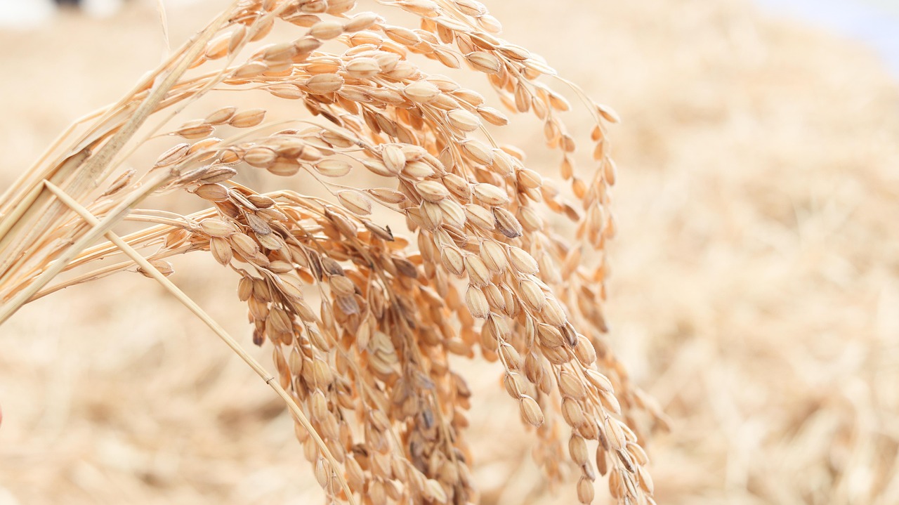 ch, autumn, rice, republic of korea, korea, harvest, agriculture, grain, farming, 米, it is 米, riz, riz cru, arroz, reis, rice, rice, rice, rice, rice
