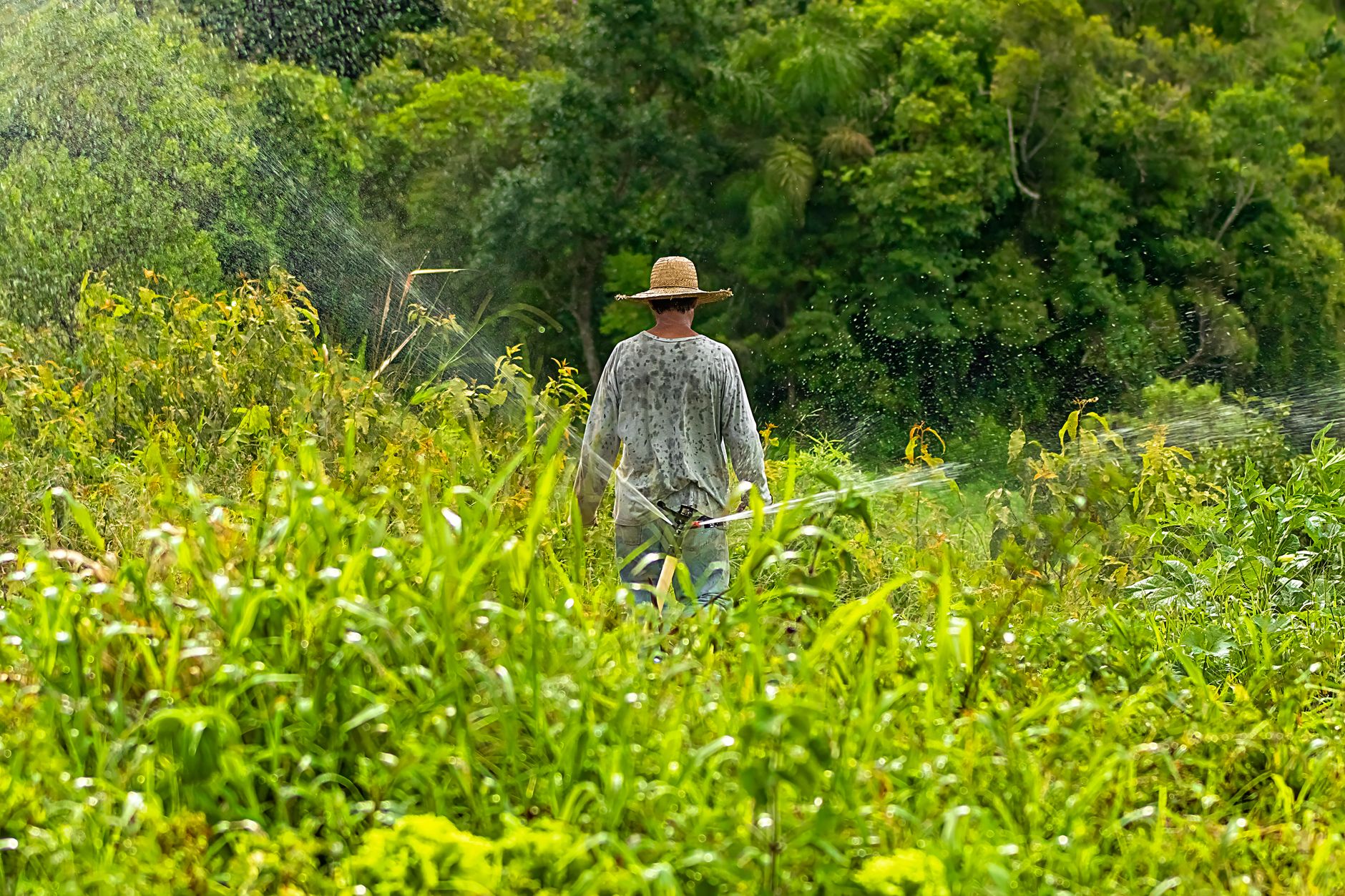 A farmer with a straw hat tends to crops in a lush, green field in Ibiúna, Brazil, under a natural light setting.