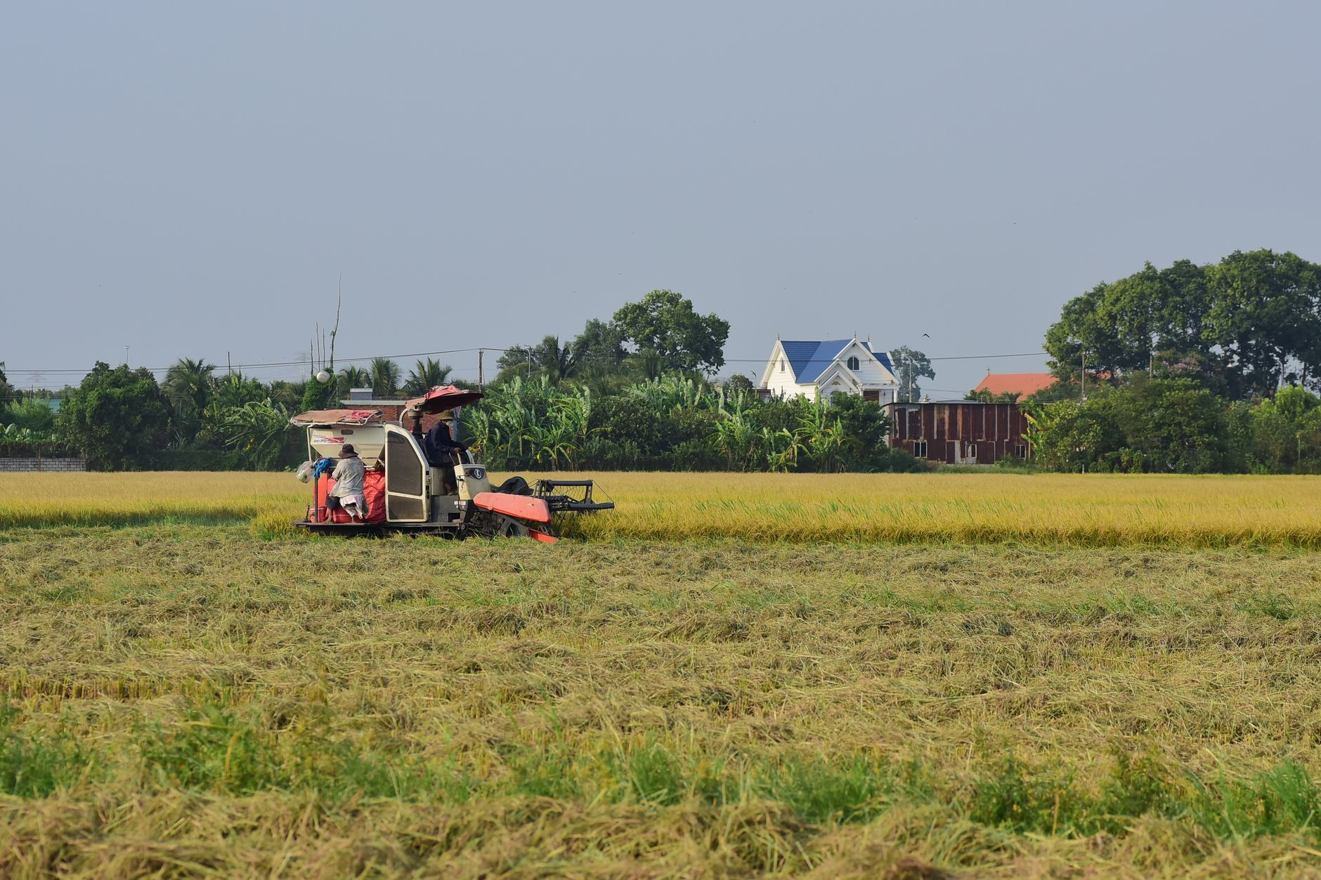 A combine harvester working in a lush rice field during daytime.
