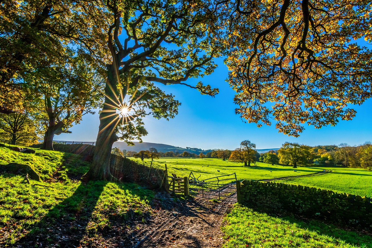 trees, farm, nature, fence, farmland, stone fence, pastures, sunlight, grass, grasslands, fields, meadows, yorkshire, autumn, sunshine, morning, landscape, farm gate, farm track, light, agriculture, stone wall, rustic