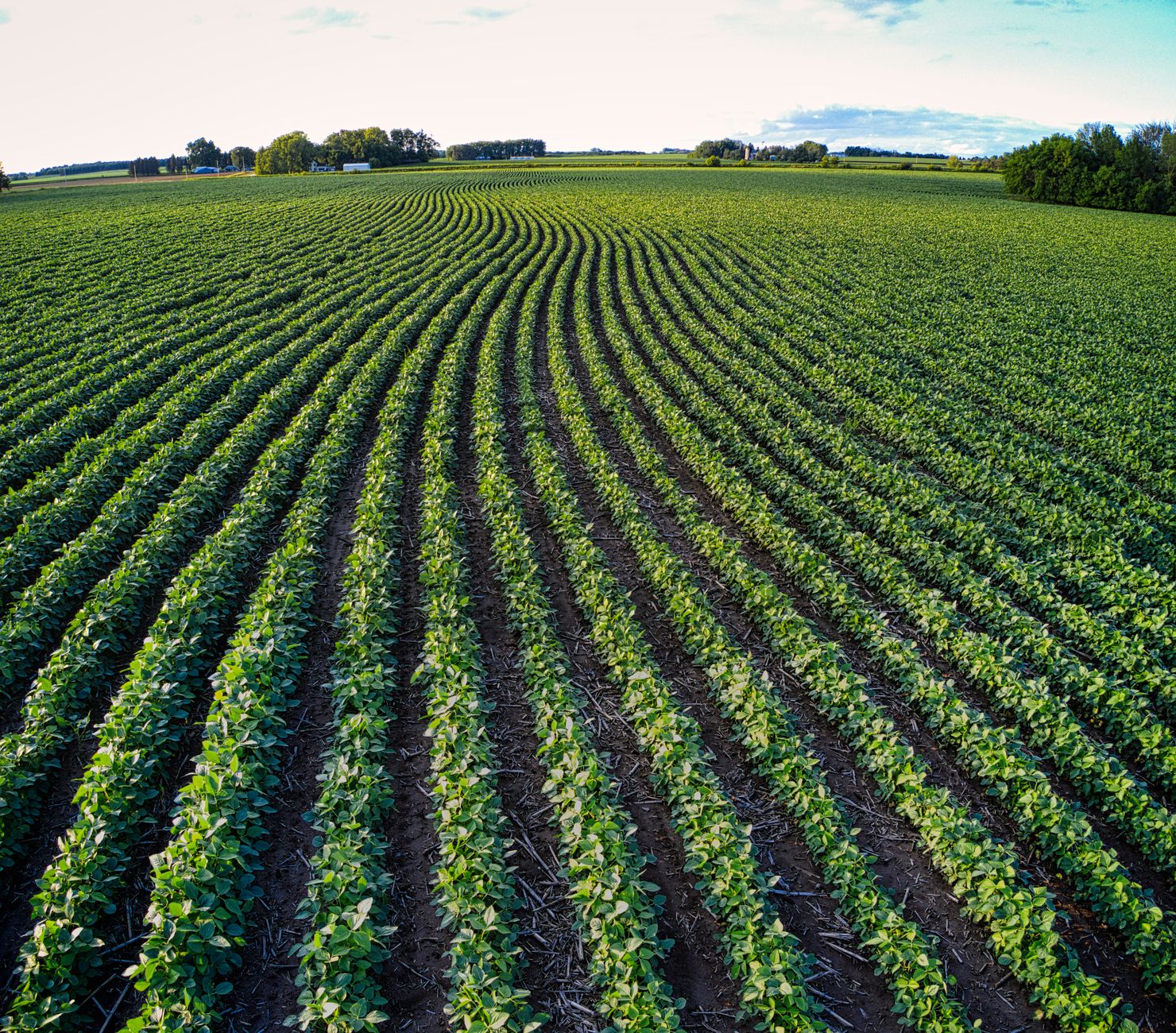 Aerial shot of a lush green farmland stretching into the horizon in Minnesota, USA.